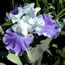 Iris germanica Cascadian Rhythm